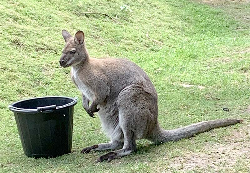 wallaby