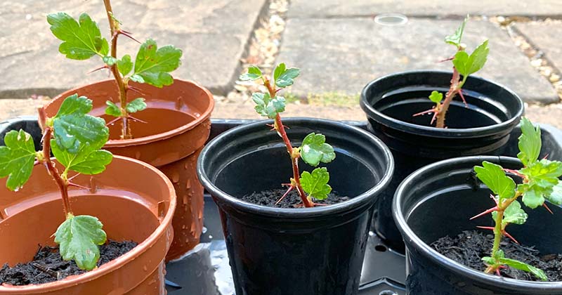 semi ripe cuttings