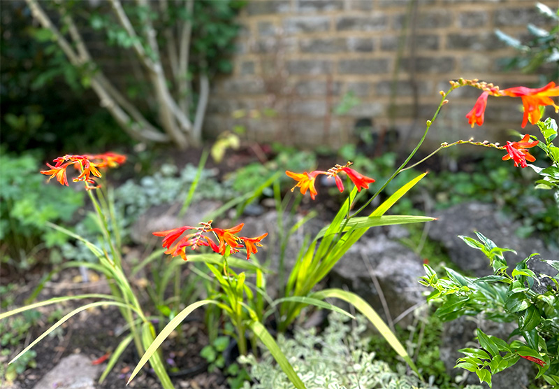 Crocosmia