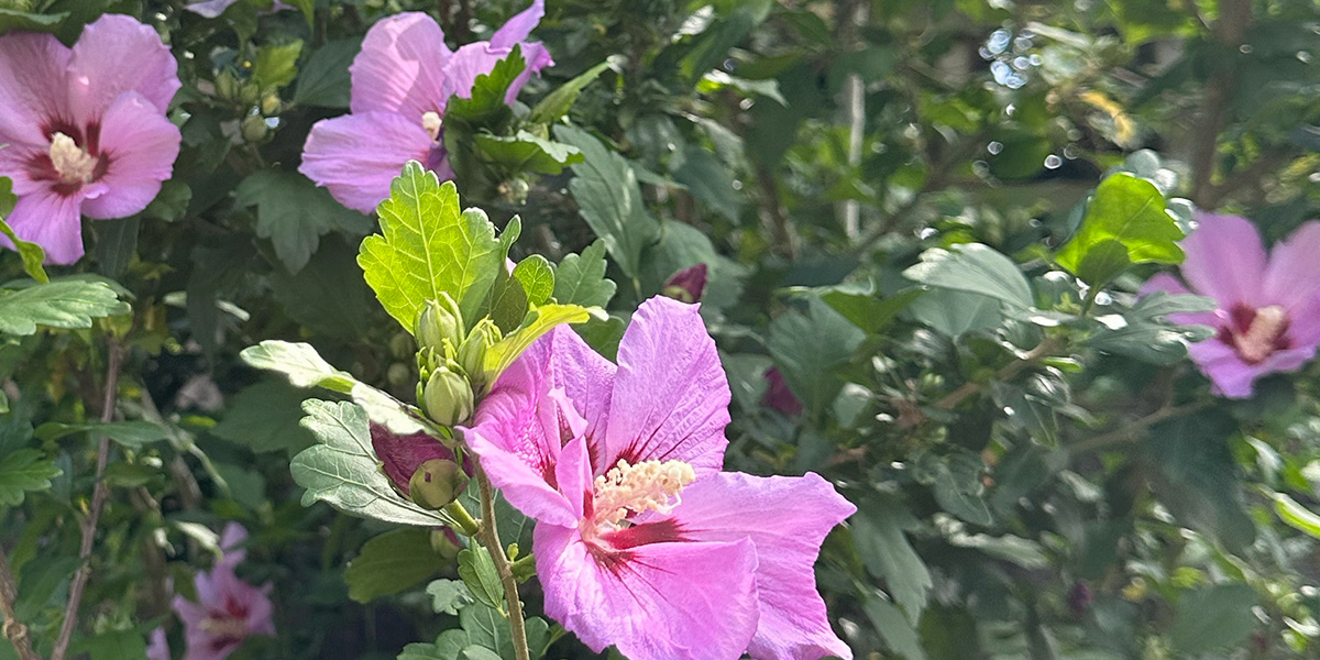 Hibiscus