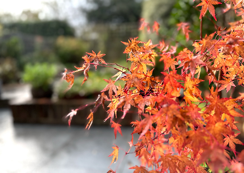 Acer in the garden