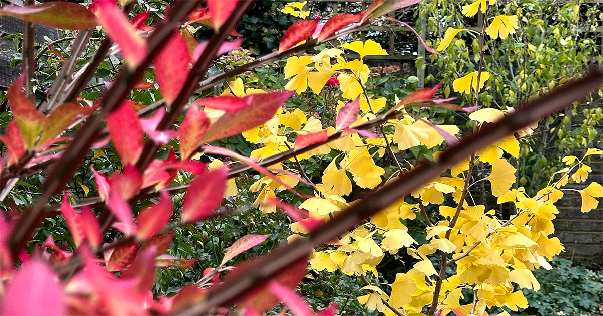 Euonymus alatus and Ginkgo biloba