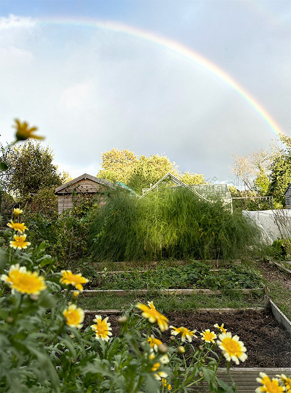 Rainbow and Glebionis coronaria