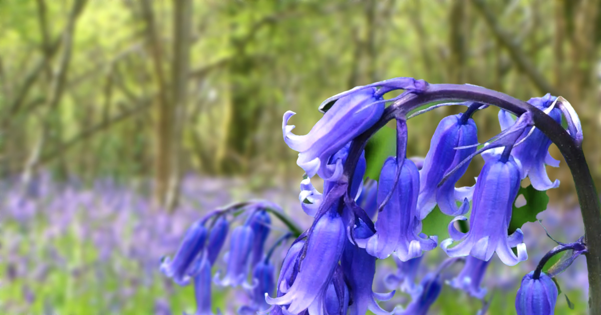 English bluebells