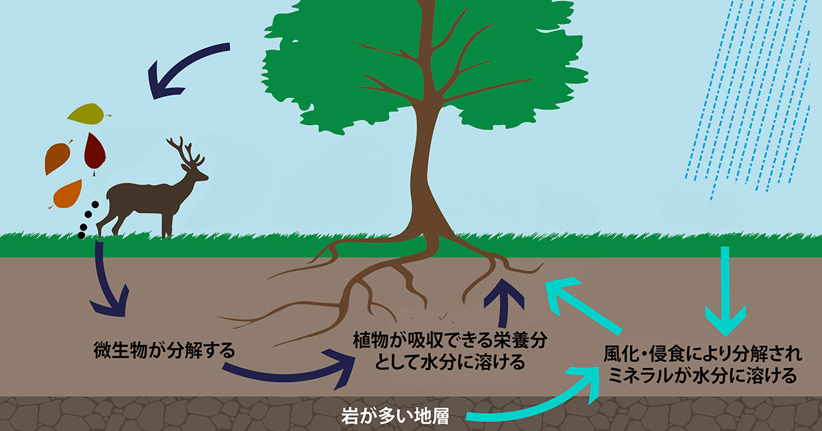 nutrients cycle in nature