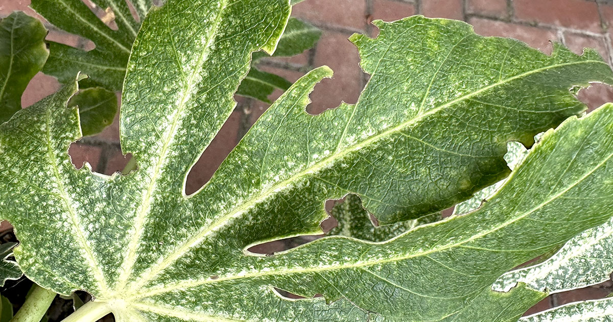 Fatjia japonica eaten by vine weevil