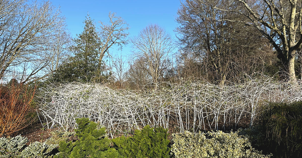 RHS Wisley Winter Garden