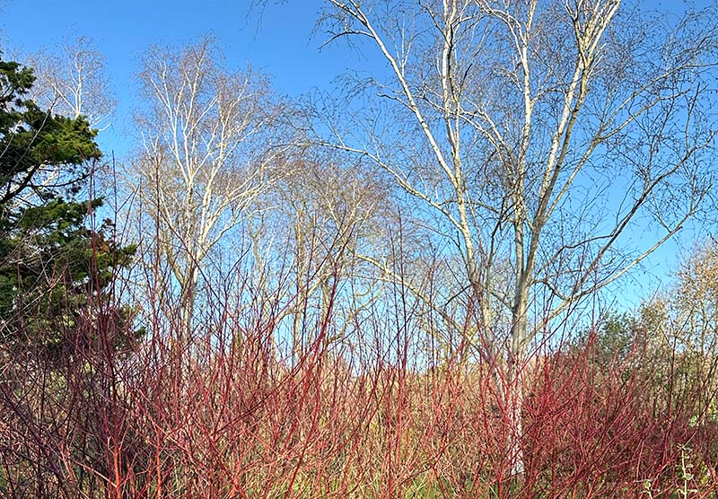 Betula Cornus