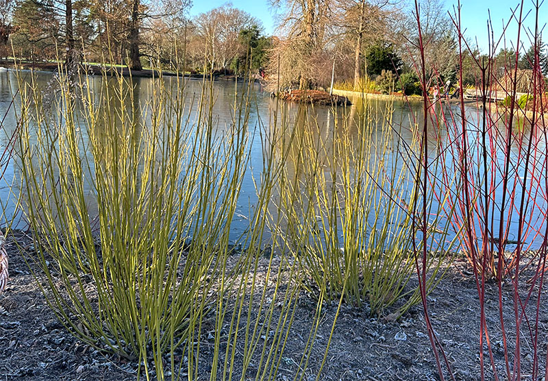 Cornus green