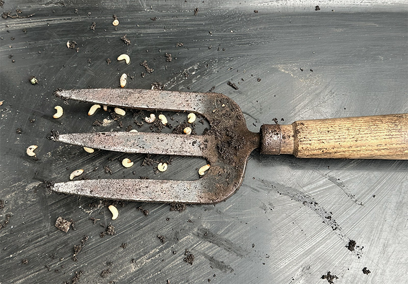 Vine weevil larvae