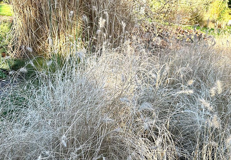 grass in winter