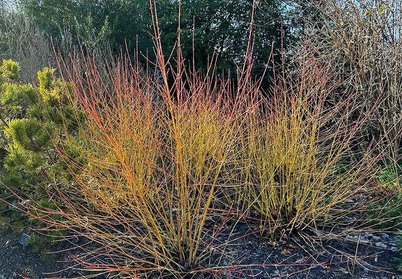 Cornus sanguinea 'Midwinter Fire'