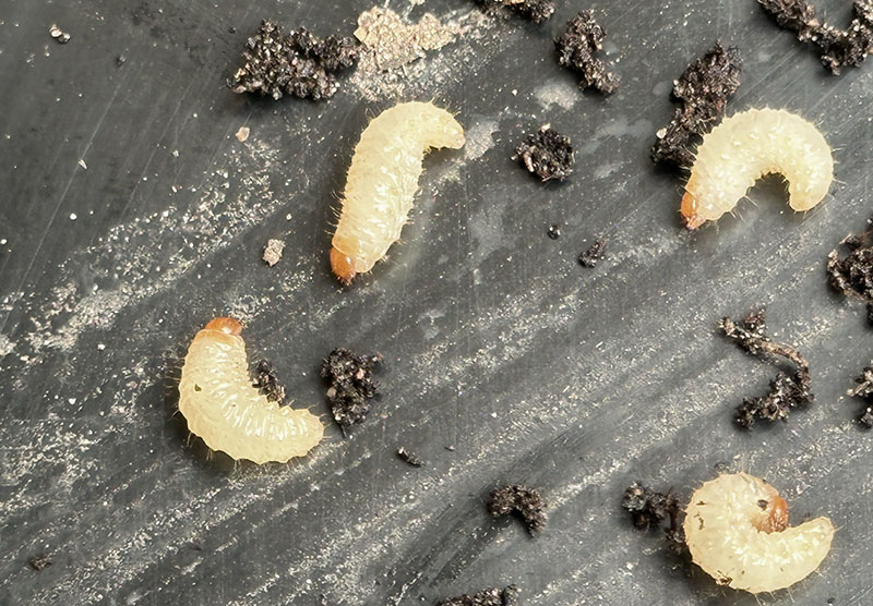 Vine weevil larvae close-up