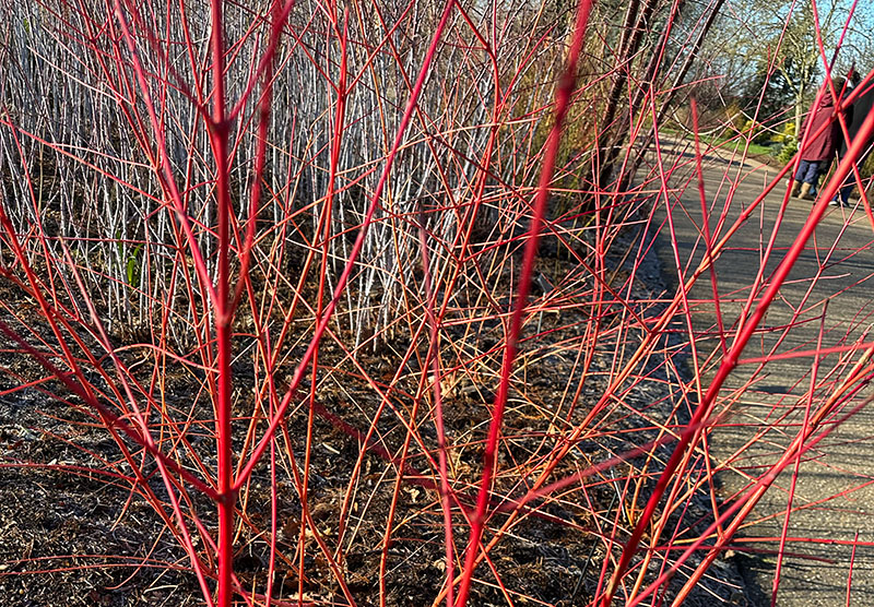 Cornus red