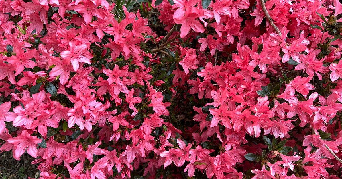 Azalea