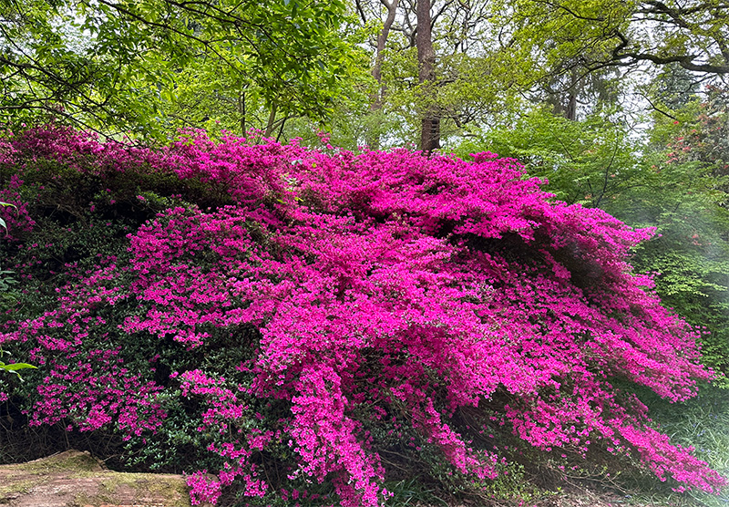 Pink azalea