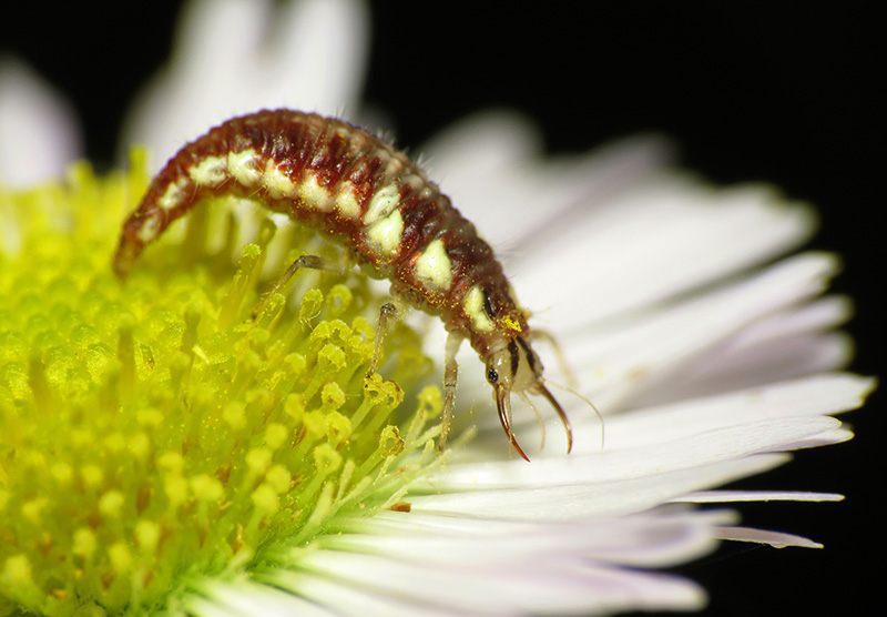 lacewing_larva