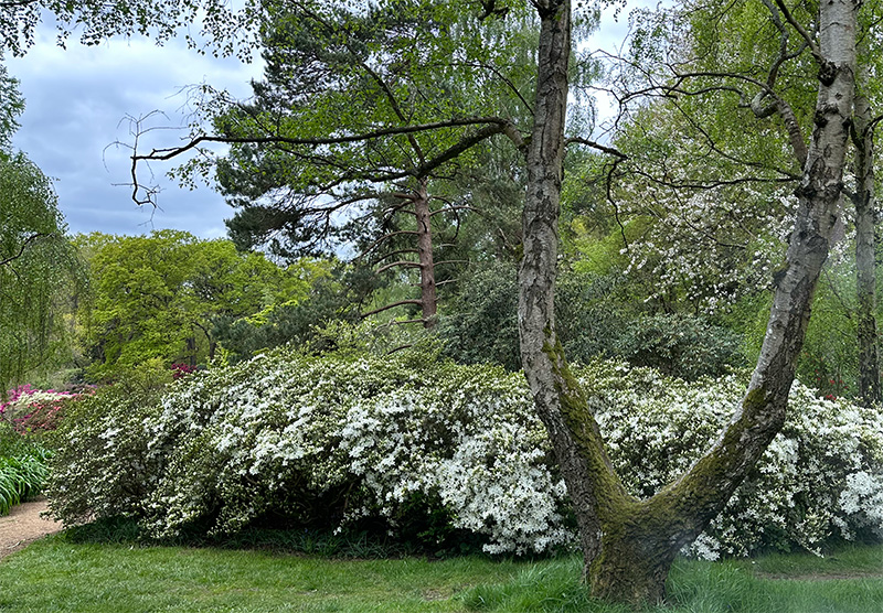 White azalea