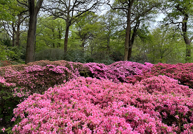 Pink azaleas