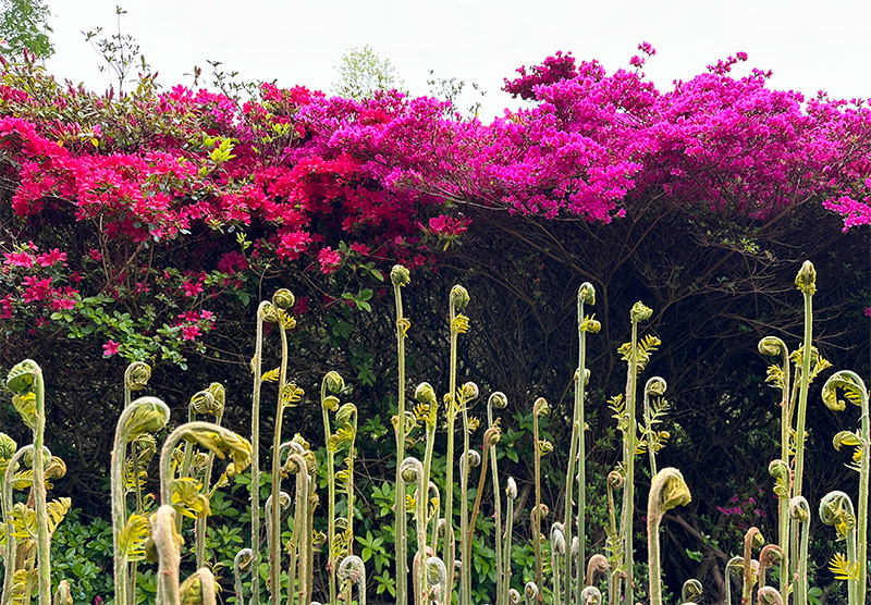 Azalea and fern