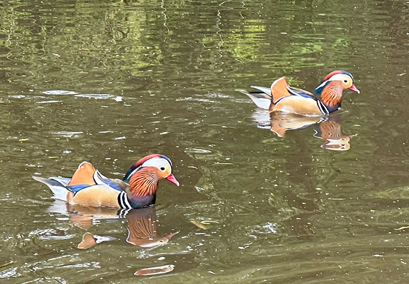 Mandarin duck