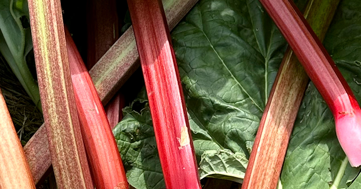 Rhubarb