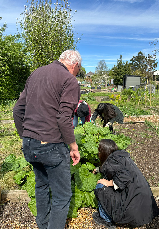 harvesting rhubarb