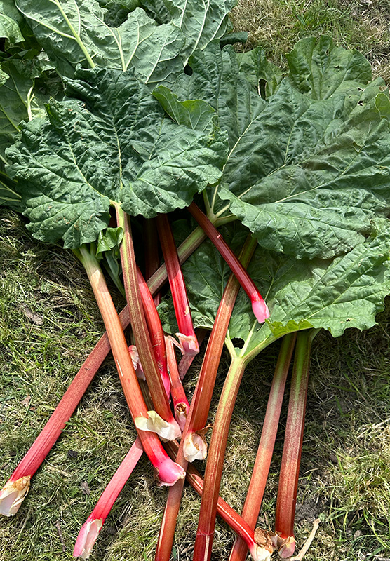 rhubarb