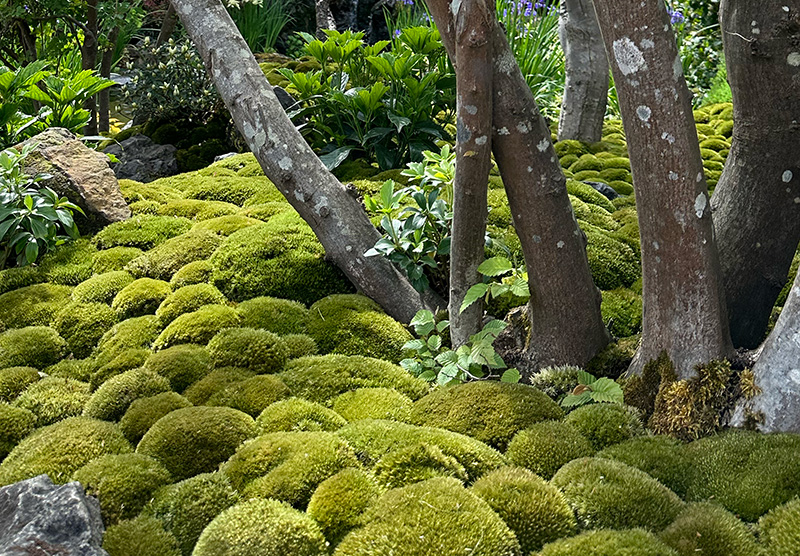 苔玉のお庭