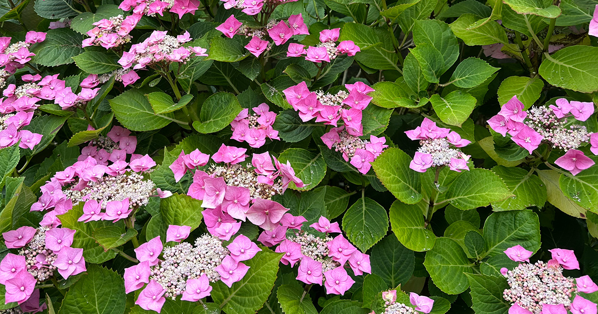 Pink hydrangea in UK