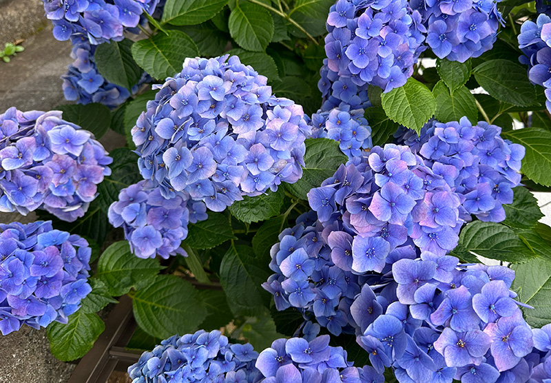 blue hydrangea