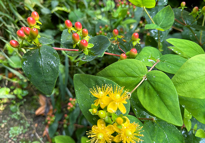 Hypericum prolificum