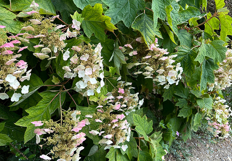 Hydrangea quercifolia