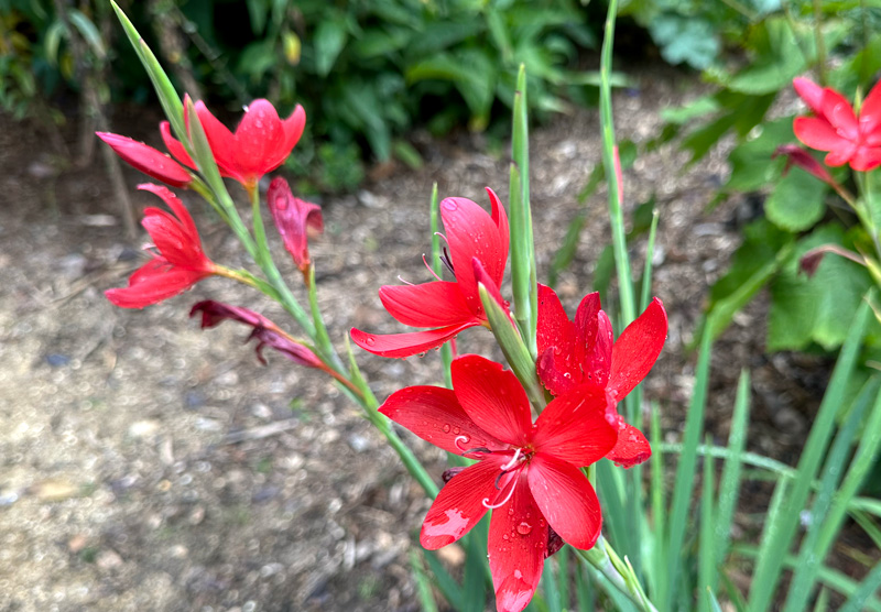 Hesperantha coccinea