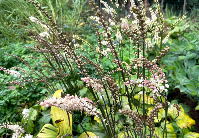 Actaea japonica 'Cheju-do'