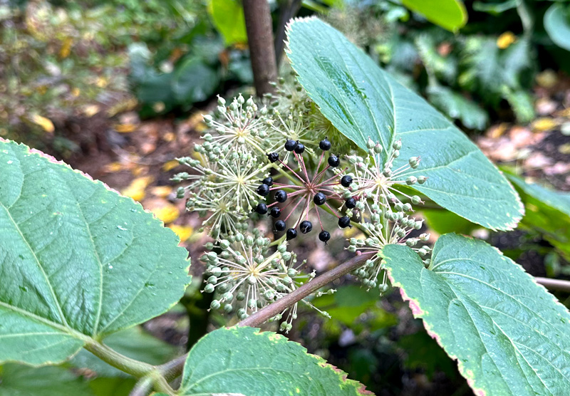 Aralia continentalis