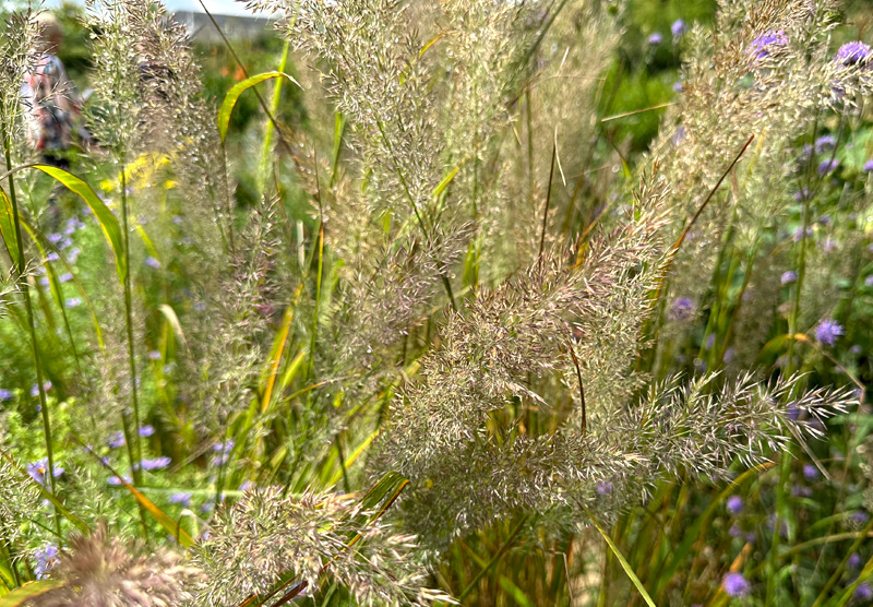 Calamagrostis brachytricha