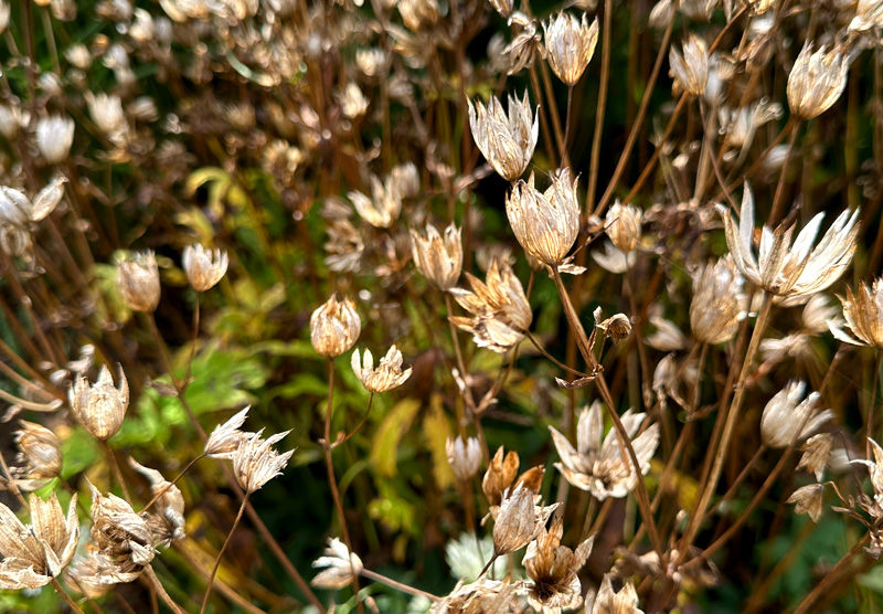 Astrantia major var Rosea