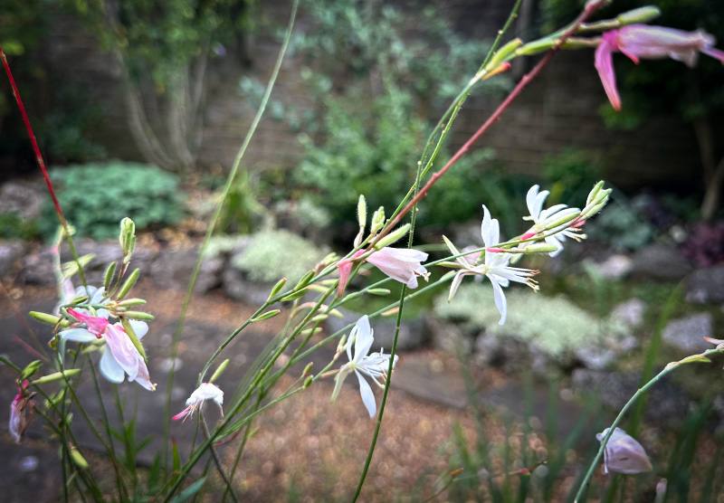 Gaura lindheimeri