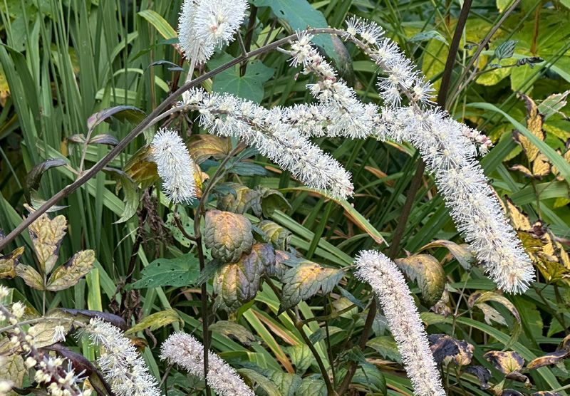 Actaea simplex