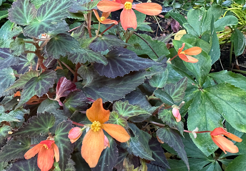 Begonia Glowing Embers