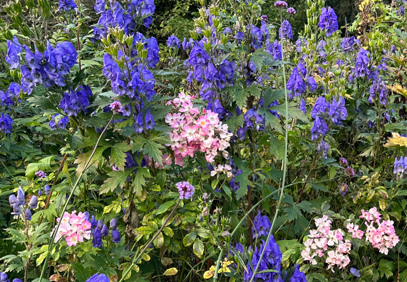 Aconitum carmichaelii & Rosa ‘Ballerina’