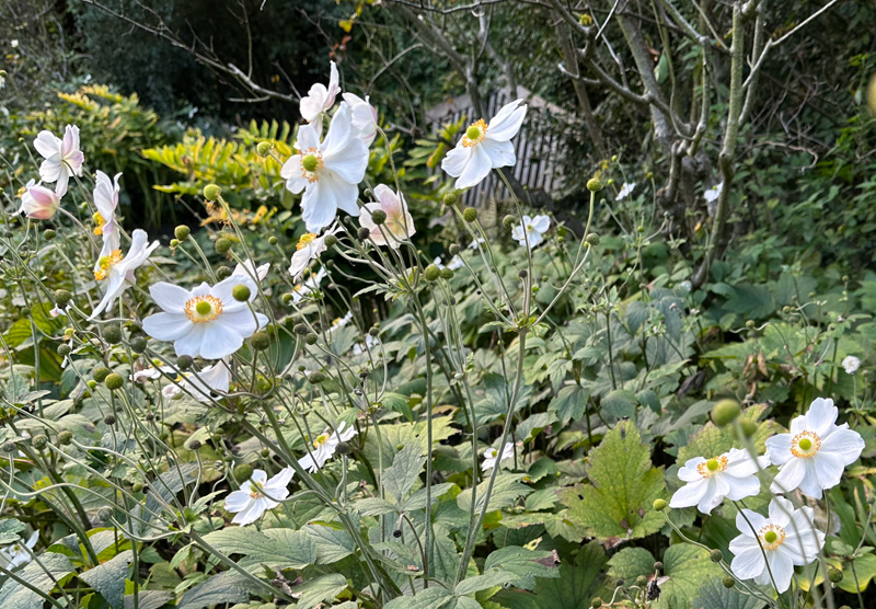 Anemone hybrida