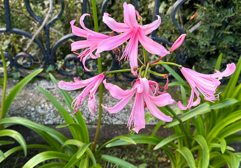 Nerine bowdenii