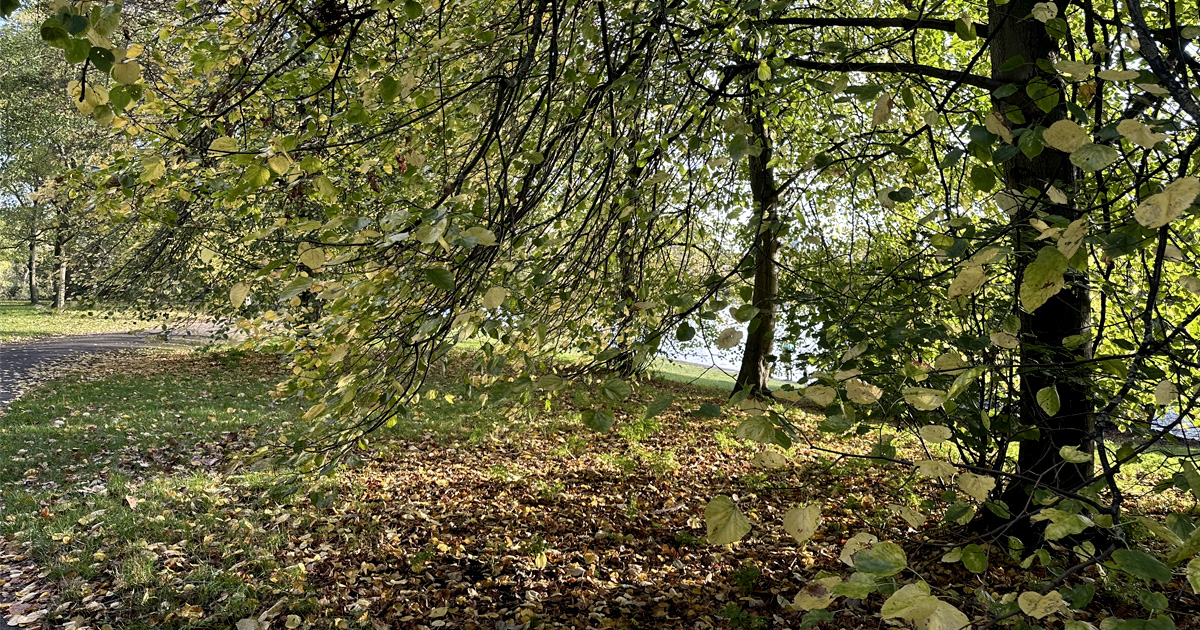 Regent's Park Autumn 2024