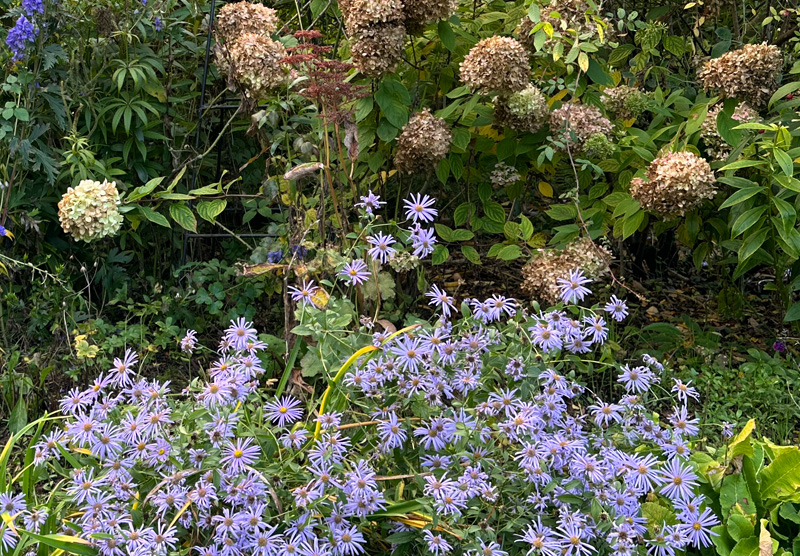 Symphyotrichum 'Prairie Purple'