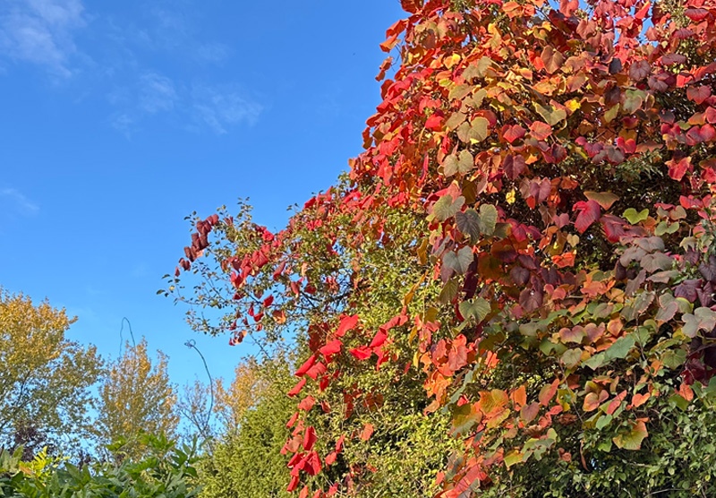 Vitis coignetiae