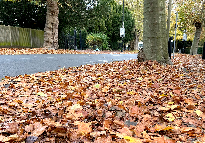 Fallen leaves on the street