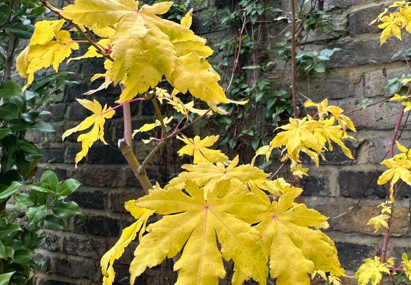 Acer yellow