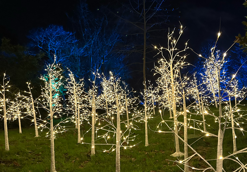 trees with lights